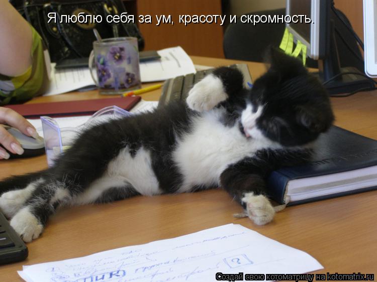 Я люблю себя за ум, красоту и скромность.... Котоматрица: Я люблю себя за ум, красоту и скромность.