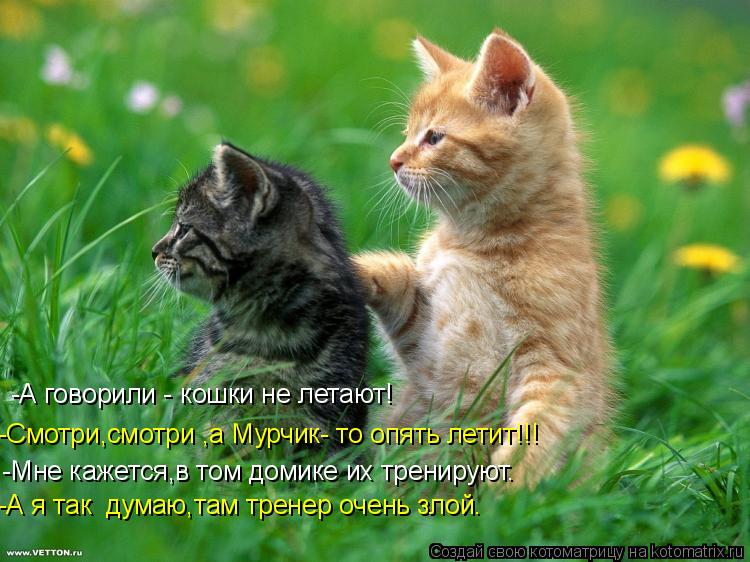 Котоматрица: -Мне кажется,в том домике их тренируют. -Смотри,смотри ,а Мурчик- то опять летит!!! -А говорили - кошки не летают! -А я так  думаю,там тренер очень