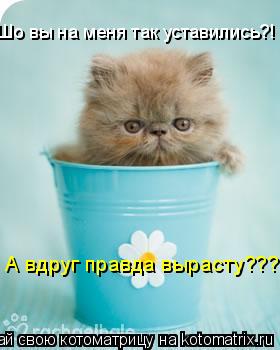Котоматрица: Шо вы на меня так уставились?! А вдруг правда вырасту???