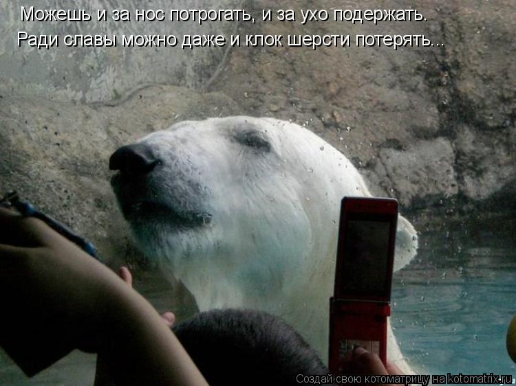 Можешь и за нос потрогать, и за ухо подержать. Ради славы можно даже и клок шерсти потерять...... Котоматрица: Можешь и за нос потрогать, и за ухо подержать. Ради славы можно даже и клок шерсти потерять...