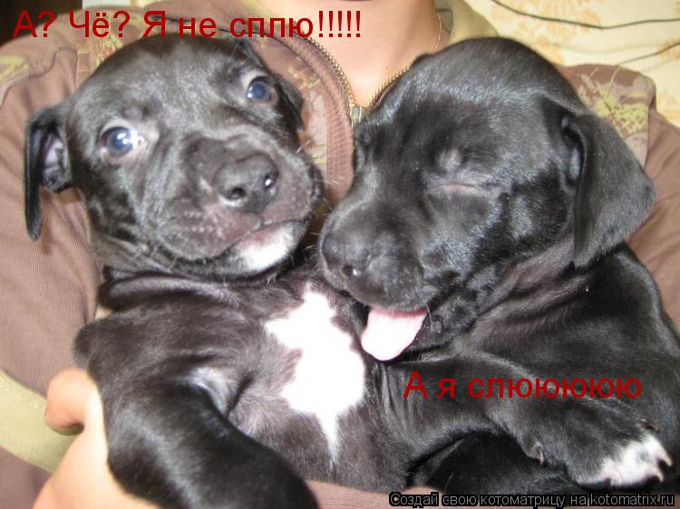 А? Чё? Я не сплю!!!!! А я слююююю... Котоматрица: А? Чё? Я не сплю!!!!! А я слююююю
