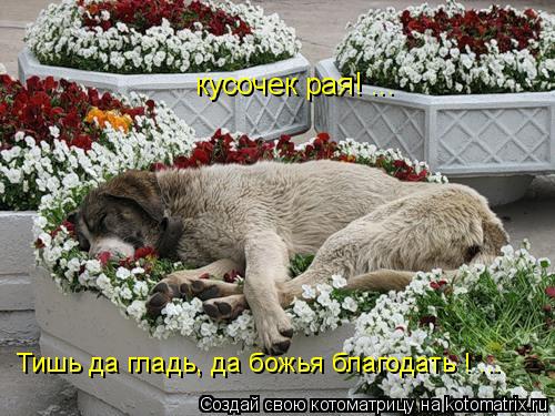 Котоматрица: кусочек рая! ...  Тишь да гладь, да божья благодать ! ...
