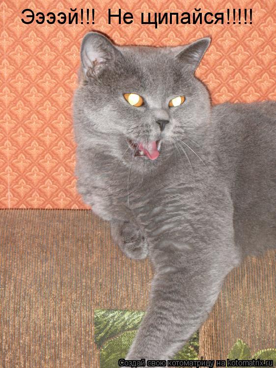 Ээээй!!! Не щипайся!!!!!... Котоматрица: Ээээй!!! Не щипайся!!!!!