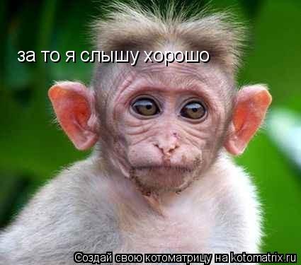 Котоматрица: за то я слышу хорошо