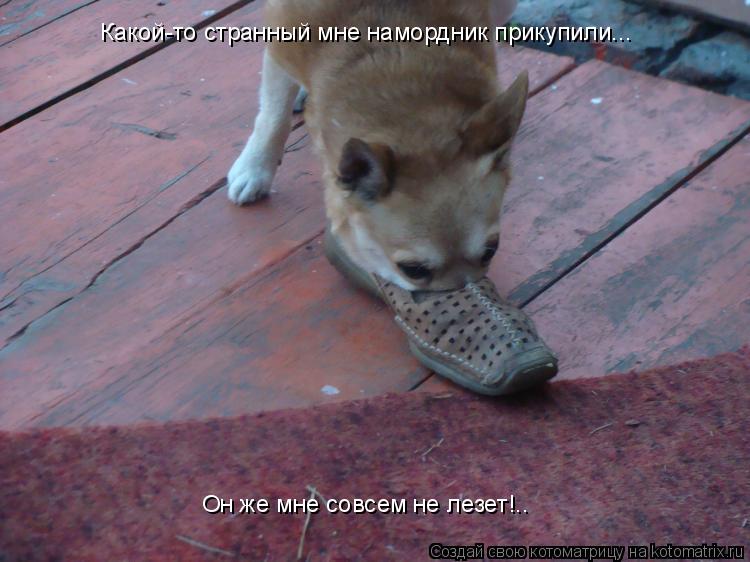 Котоматрица: Какой-то странный мне намордник прикупили... Он же мне совсем не лезет!..