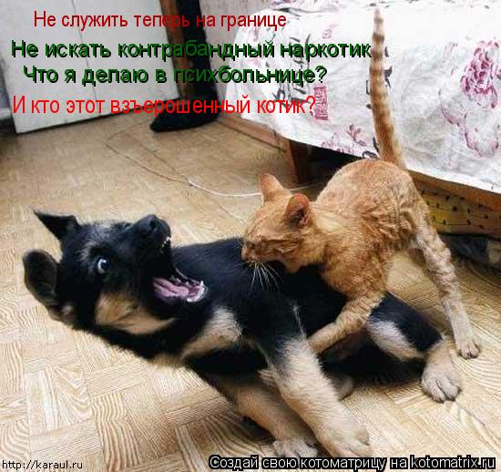 Не искать контрабандный наркотик Что я делаю в психбольнице? Не служить теперь на границе И кто этот ... Котоматрица: Не искать контрабандный наркотик Что я делаю в психбольнице? Не служить теперь на границе И кто этот взъерошенный котик?