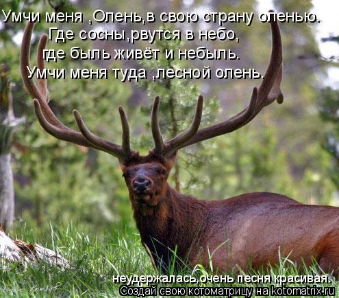 Умчи меня ,Олень,в свою страну оленью. Где сосны,рвутся в небо, где быль живёт и небыль. Умчи меня ту... Котоматрица: Умчи меня ,Олень,в свою страну оленью. Где сосны,рвутся в небо, где быль живёт и небыль. Умчи меня туда ,лесной олень. неудержалась,очень песн