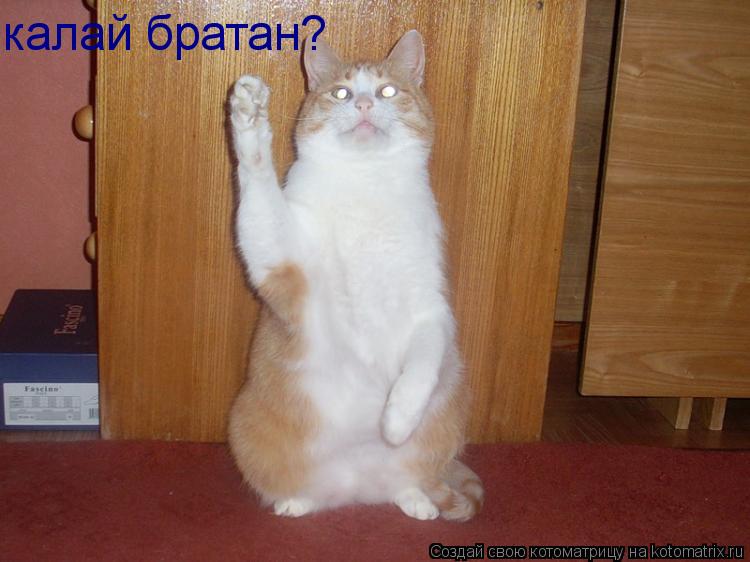 калай братан?... Котоматрица: калай братан?