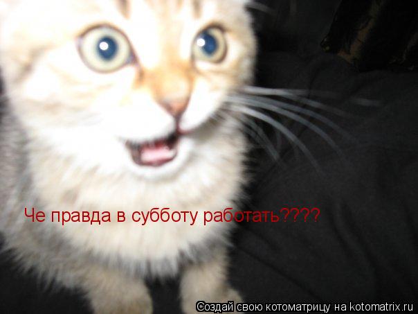 Че правда в субботу работать????... Котоматрица: Че правда в субботу работать????
