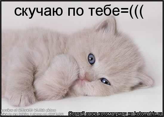 скучаю по тебе=(((... Котоматрица: скучаю по тебе=(((