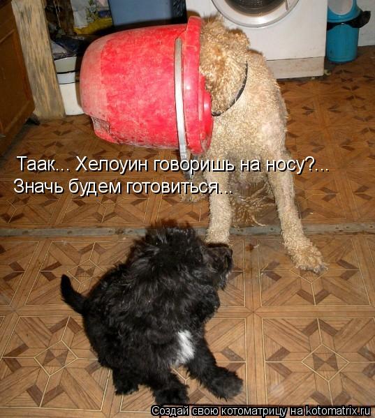Таак... Хелоуин говоришь на носу?... Значь будем готовиться...... Котоматрица: Таак... Хелоуин говоришь на носу?... Значь будем готовиться...