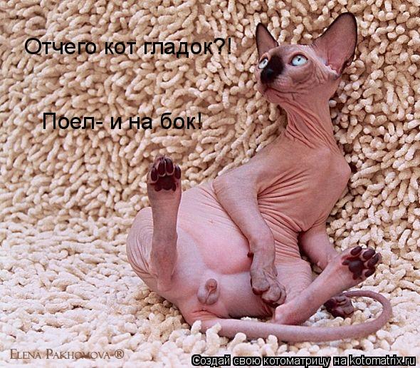 Отчего кот гладок?! Поел- и на бок!... Котоматрица: Отчего кот гладок?! Поел- и на бок!