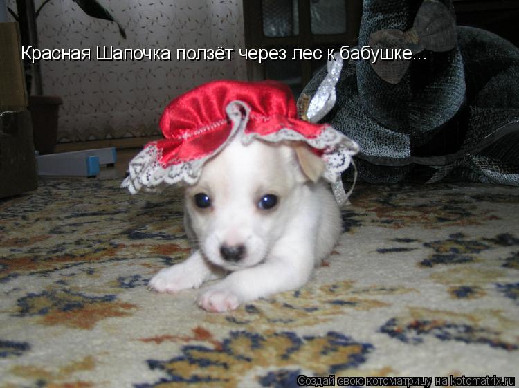 Котоматрица: Красная Шапочка ползёт через лес к бабушке...