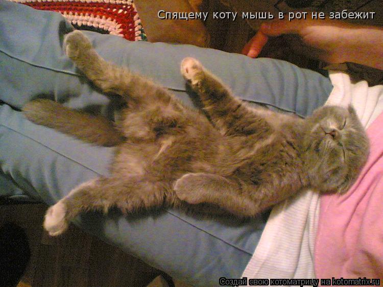 Котоматрица: Спящему коту мышь в рот не забежит