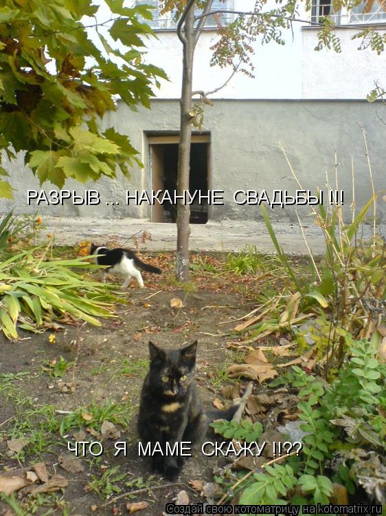 РАЗРЫВ ... НАКАНУНЕ СВАДЬБЫ !!! ЧТО Я МАМЕ СКАЖУ !!??... Котоматрица: РАЗРЫВ ... НАКАНУНЕ СВАДЬБЫ !!! ЧТО Я МАМЕ СКАЖУ !!??
