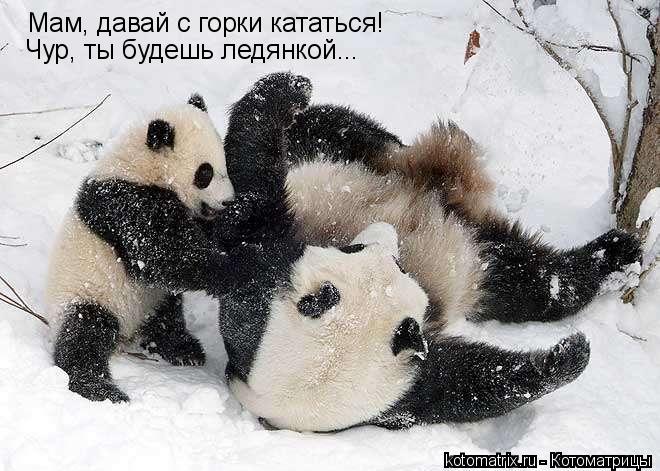 Котоматрица: Мам, давай с горки кататься! Чур, ты будешь ледянкой...