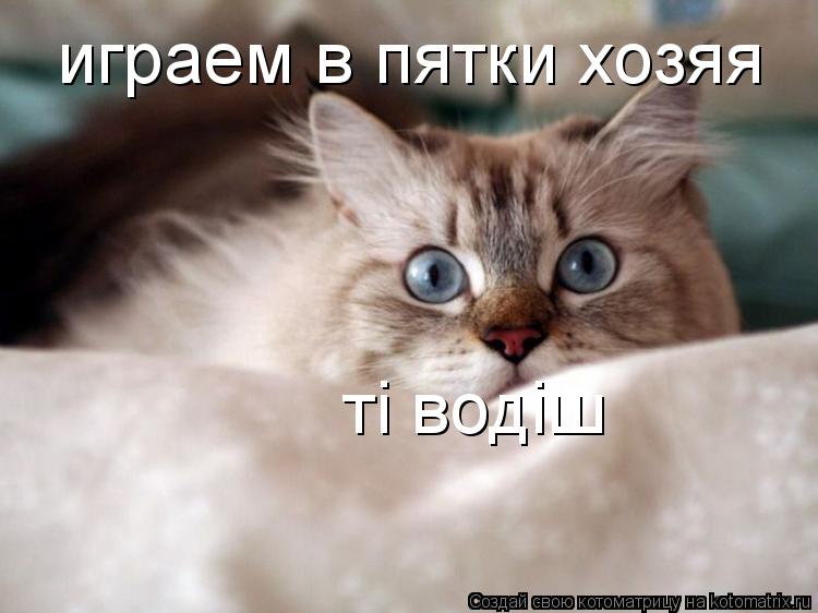 Котоматрица: играем в пятки хозяя тi водiш