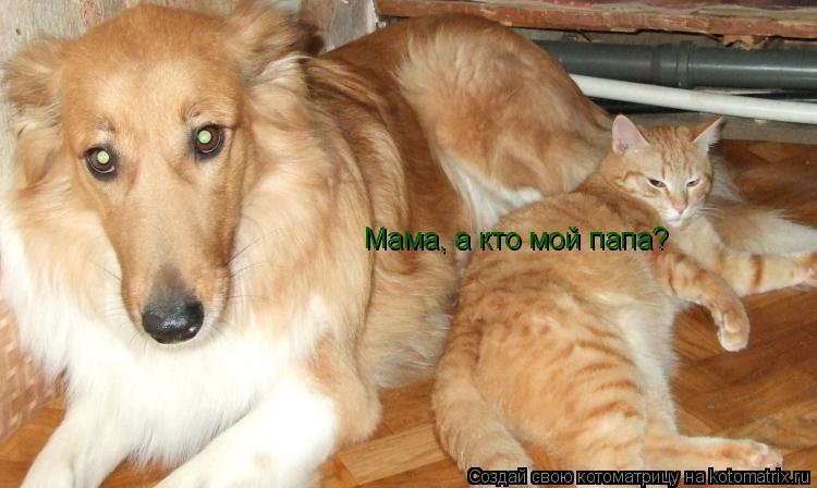 Котоматрица: Мама, а кто мой папа?