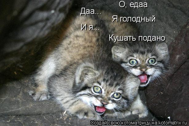 О, едаа Даа... Я голодный И я... Кушать подано... Котоматрица: О, едаа Даа... Я голодный И я... Кушать подано