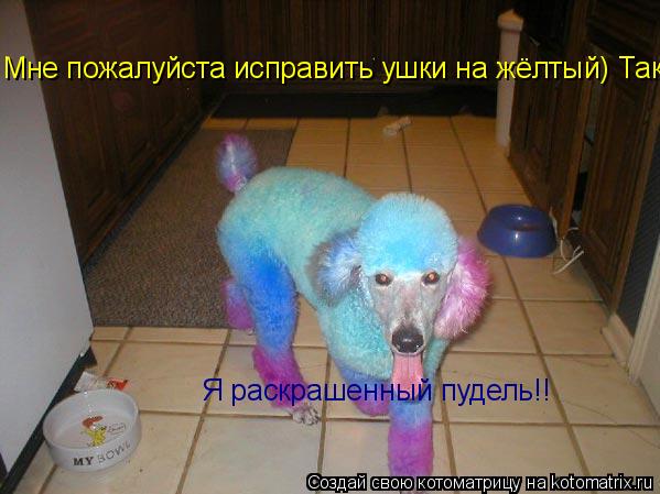 Котоматрица: Я раскрашенный пудель!! Мне пожалуйста исправить ушки на жёлтый) Так гламурнее!