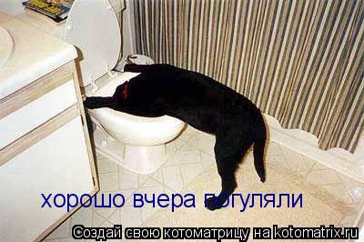 Котоматрица: хорошо вчера погуляли