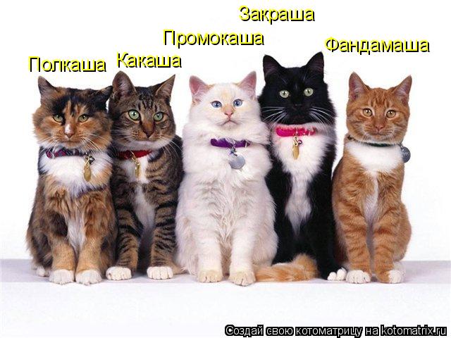 Полкаша Какаша Промокаша Закраша Фандамаша... Котоматрица: Полкаша Какаша Промокаша Закраша Фандамаша