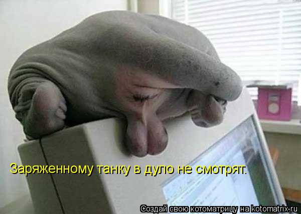Заряженному танку в дуло не смотрят.... Котоматрица: Заряженному танку в дуло не смотрят.