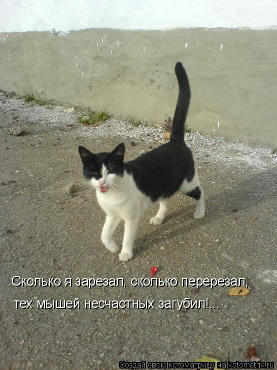 Сколько я зарезал, сколько перерезал, тех мышей несчастных загубил!...... Котоматрица: Сколько я зарезал, сколько перерезал, тех мышей несчастных загубил!...