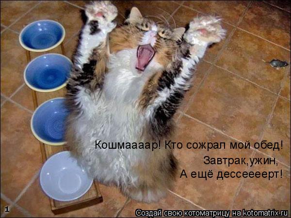 Котоматрица: Кошмаааар! Кто сожрал мой обед! Завтрак,ужин, А ещё дессеееерт!