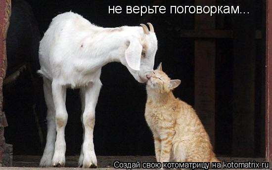 Котоматрица: не верьте поговоркам...