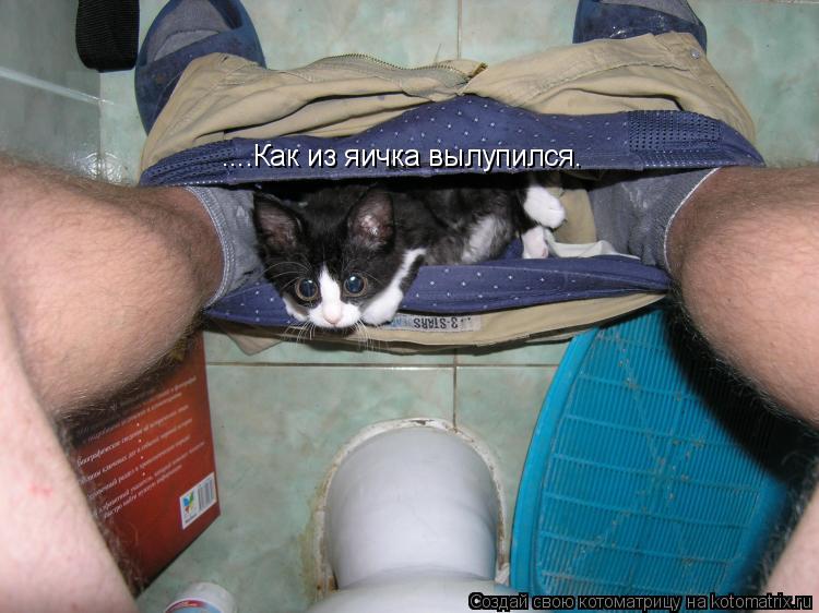 ....Как из яичка вылупился.... Котоматрица: ....Как из яичка вылупился.