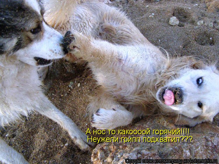 А нос то какоооой горячий!!!! Неужели грипп подхватил???... Котоматрица: А нос то какоооой горячий!!!! Неужели грипп подхватил???