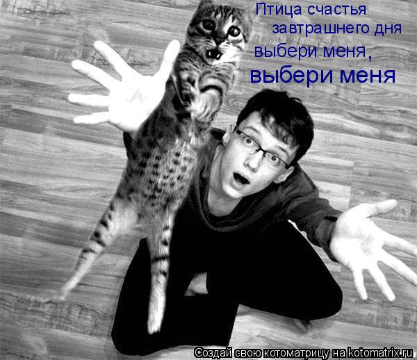 Котоматрица: Птица счастья  завтрашнего дня  выбери меня выбери меня ,