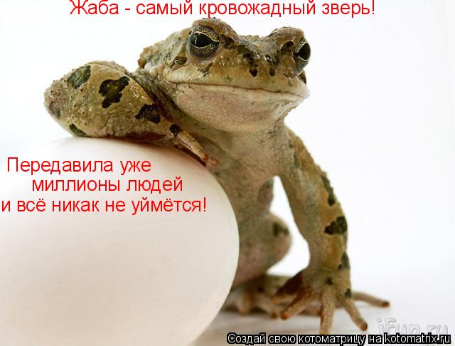 Котоматрица: Жаба - самый кровожадный зверь! Передавила уже  миллионы людей и всё никак не уймётся!