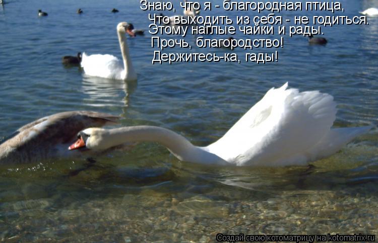 Что выходить из себя - не годиться. Прочь, благородство! Держитесь-ка, гады! Знаю, что я - благородн... Котоматрица: Что выходить из себя - не годиться. Прочь, благородство! Держитесь-ка, гады! Знаю, что я - благородная птица, Этому наглые чайки и рады.