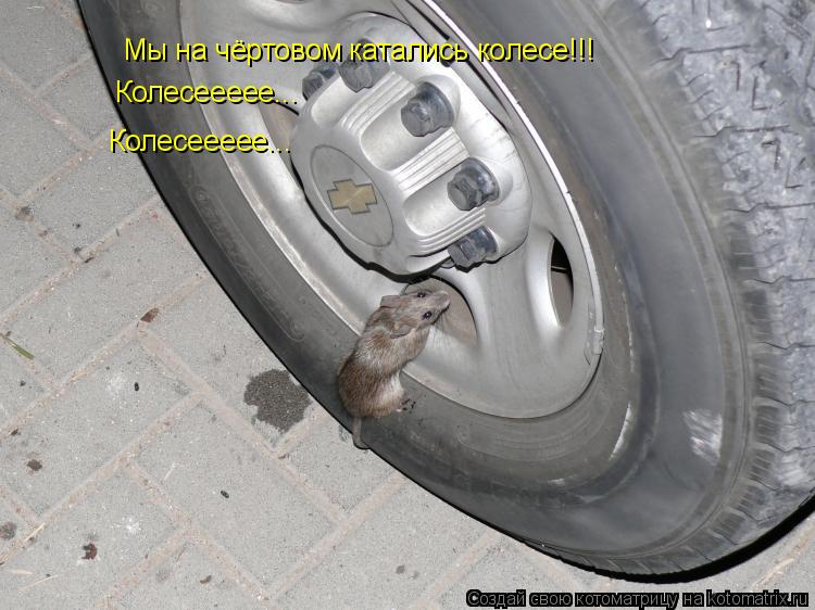 Котоматрица: Мы на чёртовом катались колесе!!! Колесеееее... Колесеееее...