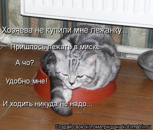 Хозяева не купили мне лежанку... Пришлось лежать в миске А чо? Удобно мне! И ходить никуда не надо...... Котоматрица: Хозяева не купили мне лежанку... Пришлось лежать в миске А чо? Удобно мне! И ходить никуда не надо...