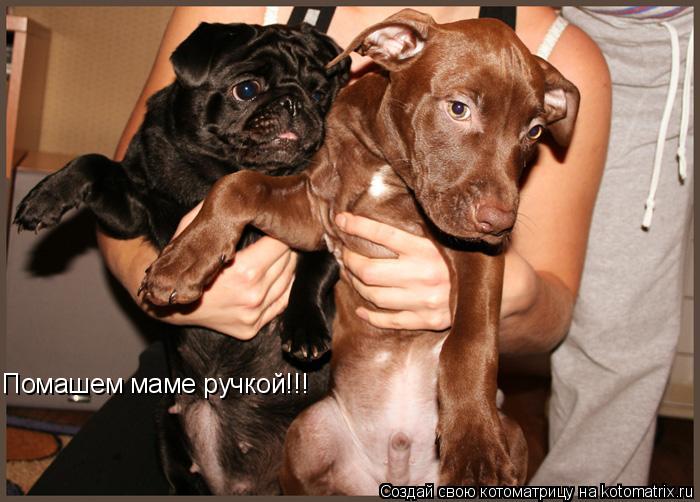 Помашем маме ручкой!!!... Котоматрица: Помашем маме ручкой!!!