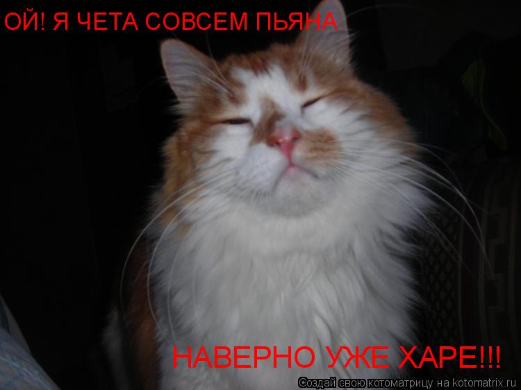 ОЙ! Я ЧЕТА СОВСЕМ ПЬЯНА НАВЕРНО УЖЕ ХАРЕ!!!... Котоматрица: ОЙ! Я ЧЕТА СОВСЕМ ПЬЯНА НАВЕРНО УЖЕ ХАРЕ!!!