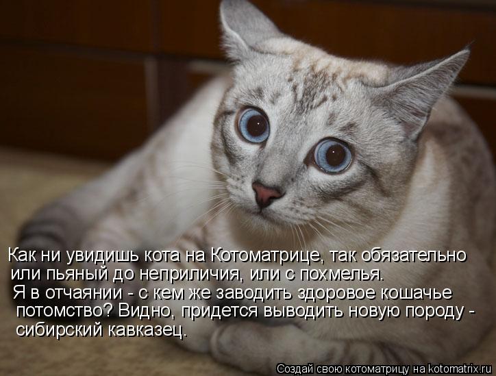 Как ни увидишь кота на Котоматрице, так обязательно или пьяный до неприличия, или с похмелья. Я в от... Котоматрица: Как ни увидишь кота на Котоматрице, так обязательно или пьяный до неприличия, или с похмелья. Я в отчаянии - с кем же заводить здоровое кошач