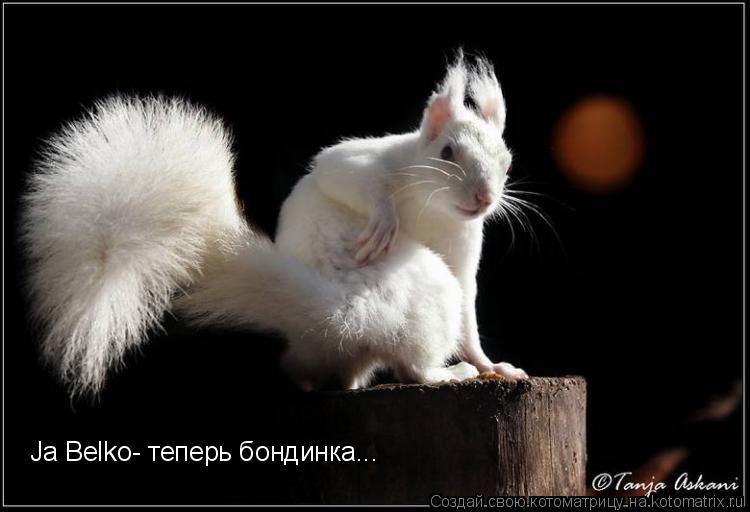 Котоматрица: Ja Belko- теперь бондинка...