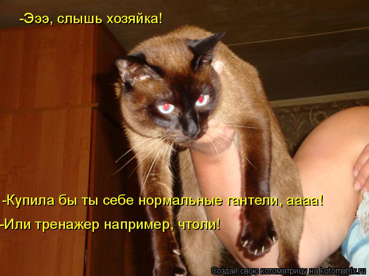 -Эээ, слышь хозяйка! -Купила бы ты себе нормальные гантели, аааа! -Или тренажер например, чтоли!... Котоматрица: -Эээ, слышь хозяйка! -Купила бы ты себе нормальные гантели, аааа! -Или тренажер например, чтоли!
