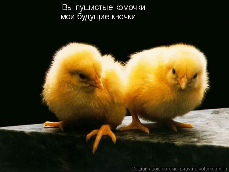 Котоматрица: Вы пушистые комочки, мои будущие квочки.