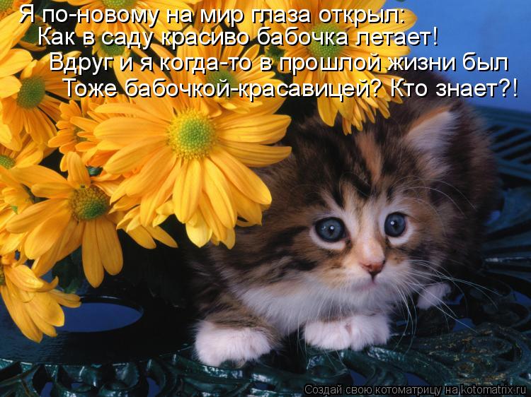Я по-новому на мир глаза открыл: Как в саду красиво бабочка летает! Вдруг и я когда-то в прошлой жиз... Котоматрица: Я по-новому на мир глаза открыл: Как в саду красиво бабочка летает! Вдруг и я когда-то в прошлой жизни был Тоже бабочкой-красавицей? Кто знае