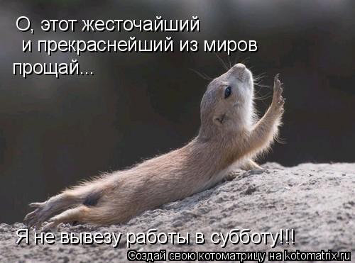 Котоматрица: О, этот жесточайший и прекраснейший из миров прощай... Я не вывезу работы в субботу!!!