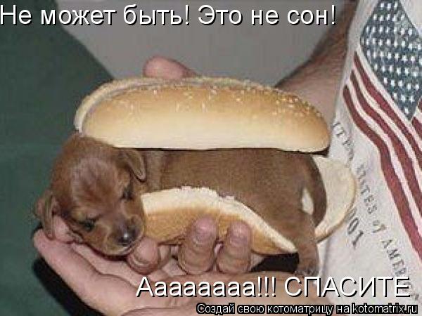 Не может быть! Это не сон! Аааааааа!!! СПАСИТЕ... Котоматрица: Не может быть! Это не сон! Аааааааа!!! СПАСИТЕ