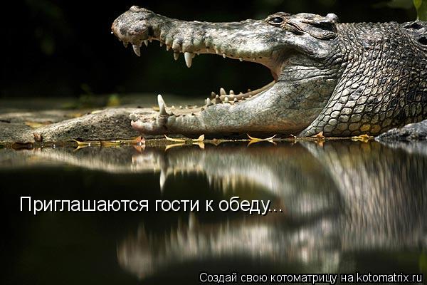 Котоматрица: Приглашаются гости к обеду...
