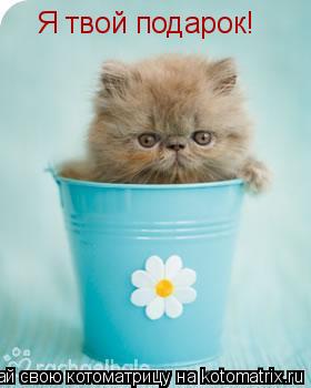 Я твой подарок!... Котоматрица: Я твой подарок!