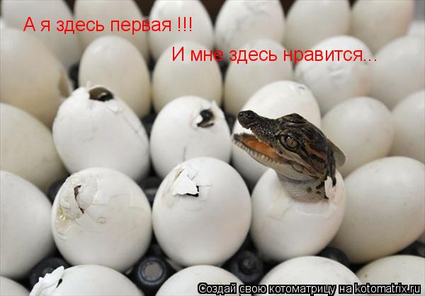 А я здесь первая !!! И мне здесь нравится...... Котоматрица: А я здесь первая !!! И мне здесь нравится...
