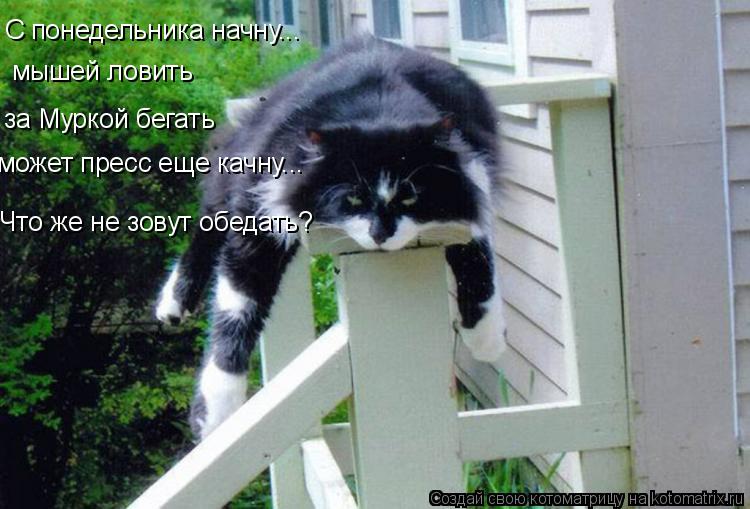 Котоматрица: С понедельника начну... мышей ловить за Муркой бегать Что же не зовут обедать? может пресс еще качну...